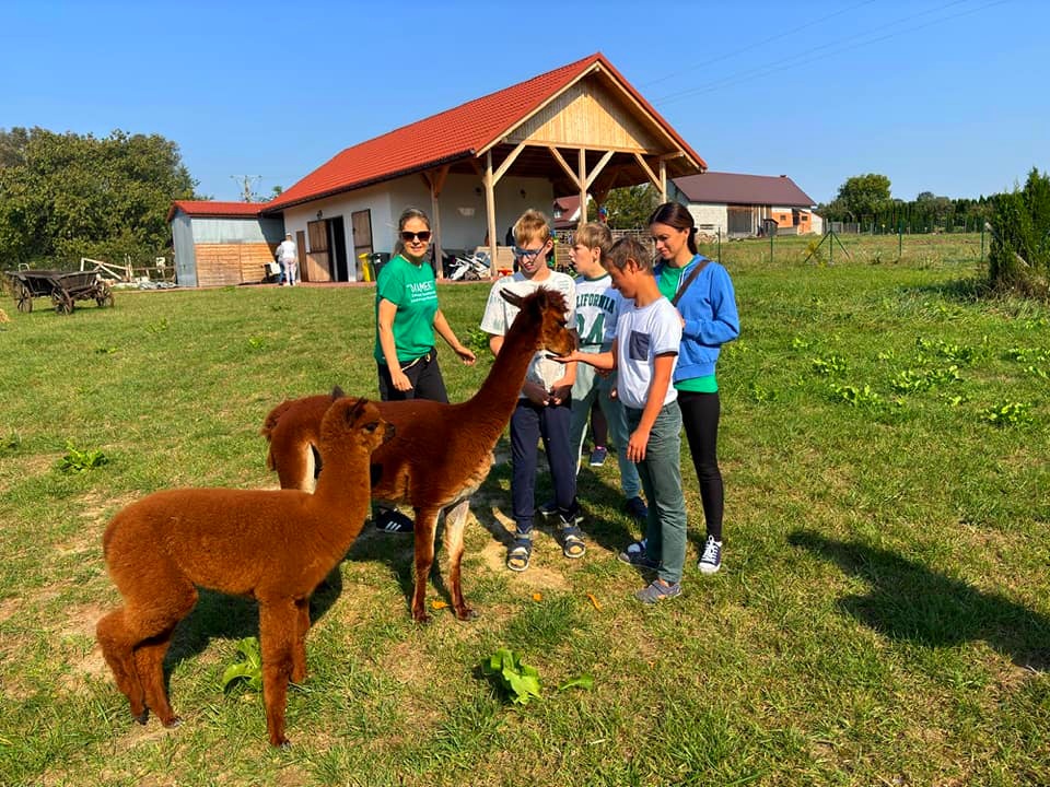 Więcej zajęć z alpakami